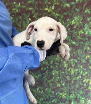 Terrier and Mixed Breed Dogs Available for Adoption - Tooth Fairy | PetCurious