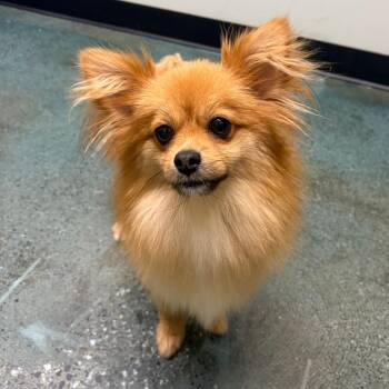 Pippino -  Pomeranian Dog for Adoption in Chico, California - Pippino | PetCurious