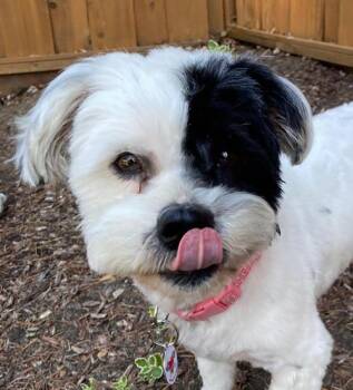 Patches -  Shih Tzu and Maltese Dog for Adoption in Pittsburg, California - Patches | PetCurious