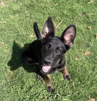 Zara -  German Shepherd Dog Dog for Adoption in Pottsboro, Texas - Zara | PetCurious