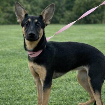 Dizzy LP -  Shepherd Dog for Adoption in Enterprise, Alabama - Dizzy LP | PetCurious