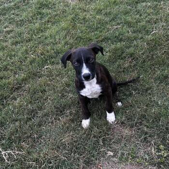 Terrier Dogs Available for Adoption in Escondido, California - Lightening | PetCurious