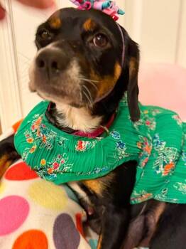 Bailey -  Hound Dog for Adoption in Dunmore, Pennsylvania - Bailey | PetCurious