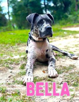 Rescue Great Dane and Catahoula Leopard Dog Dogs for Adoption in Shalimar, Florida - Bella | PetCurious