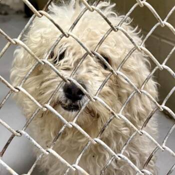 Gavin 08-0601 -  Bichon Frise and Shih Tzu Dog for Adoption in Covington, Georgia - Gavin 08-0601 | PetCurious