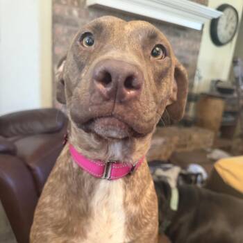 Carol - Perfect Family Gal -  American Staffordshire Terrier Dog for Adoption in Houston, Texas - Carol - Perfect Family Gal | PetCurious