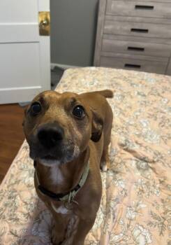 Rocky -  Jack Russell Terrier and Chihuahua Dog for Adoption in Chesapeake Beach, Maryland - Rocky | PetCurious