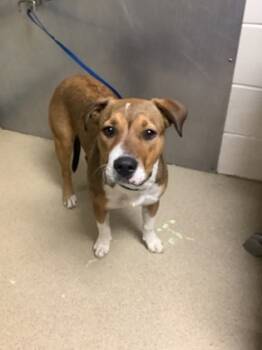 Rescue Terrier and Mixed Breed Dogs for Adoption in Fort Worth, Texas - Ice Cream | PetCurious