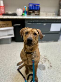 Mixed Breed Dogs Available for Adoption in Bowling Green, Ohio - Remi | PetCurious