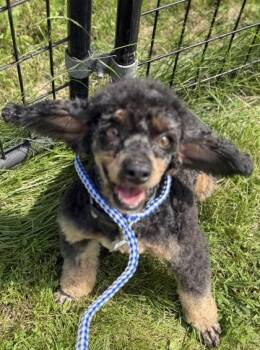 KitKat -  Poodle Dog for Adoption in Burlington, Wisconsin - KitKat | PetCurious
