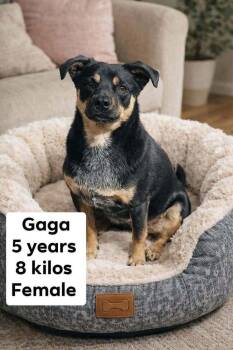 Pug Dogs Available for Adoption in Durango, Colorado - Gaga | PetCurious