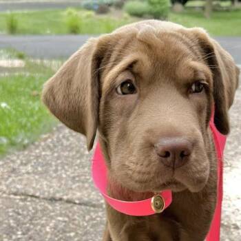 Rosie D69262 -  Labrador Retriever and Mixed Breed Dog Available for Adoption in Minnetonka, Minnesota - Rosie D69262 | PetCurious
