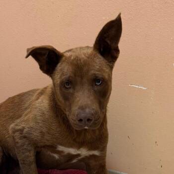 Duke -  Catahoula Leopard Dog and Labrador Retriever Dog for Adoption in Jacksonville, Arkansas - Duke | PetCurious