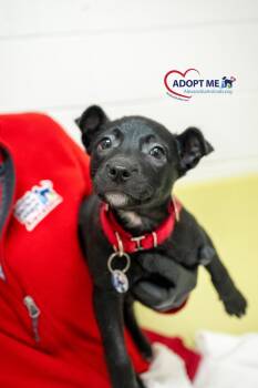Jenny -  Mixed Breed Dog for Adoption in Alexandria, Virginia - Jenny | PetCurious