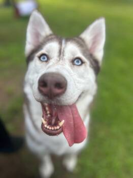Sky -  Siberian Husky Dog for Adoption in Lincoln, Rhode Island - Sky | PetCurious