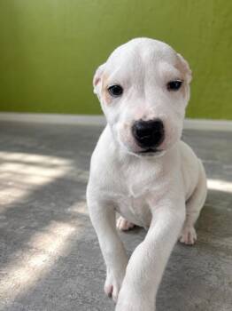 Peace -  Pit Bull Terrier and Mixed Breed Dog for Adoption in Kansas City, Missouri - Peace | PetCurious
