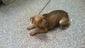 TURTLE -  Pit Bull Terrier and Mixed Breed Dog for Adoption in Charlotte, North Carolina - TURTLE | PetCurious