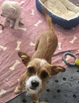 Rescue Border Terrier Dogs for Adoption in Williamsburg, New Mexico - Rhea | PetCurious