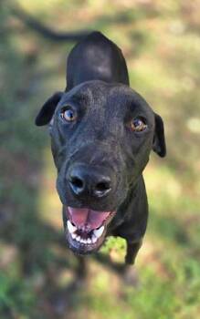 Rescue Black Labrador Retriever Dogs for Adoption in Killingworth, Connecticut - Wendy #7 | PetCurious