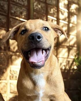 Rescue Pit Bull Terrier and Black Mouth Cur Dogs for Adoption in Edmond, Oklahoma - Bear | PetCurious