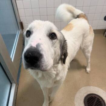 Great Pyrenees Dogs Available for Adoption in New York, New York - Harold | PetCurious