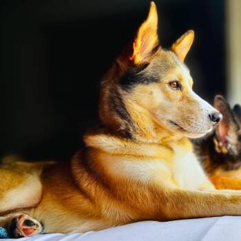 Rescue Husky Dogs for Adoption in Baldwin, Maryland - Lobo | PetCurious