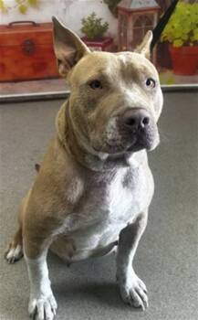 Pit Bull Terrier and Mixed Breed Dogs Available for Adoption in San Bernardino, California - PRINCESS | PetCurious