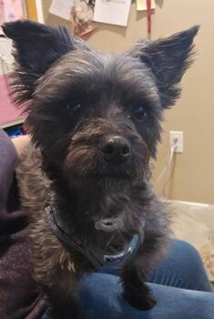 Yorkshire Terrier and Maltese Dogs Available for Adoption - FREDDY | PetCurious