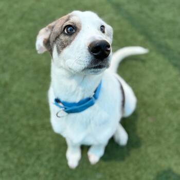 Bullseye -  Retriever Dog for Adoption in New York, New York - Bullseye | PetCurious