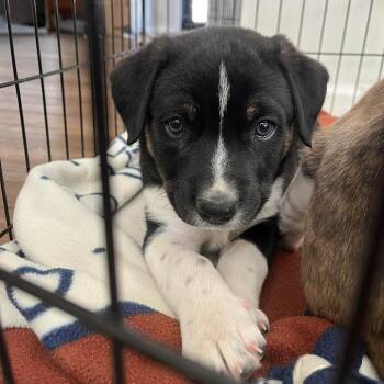 Border Collie and Labrador Retriever Dogs Available for Adoption - Maverick D11167 | PetCurious