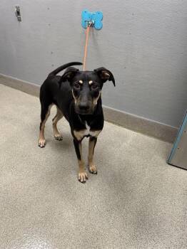 MOOSE -  German Shepherd Dog and Mixed Breed Dog for Adoption in Las Vegas, Nevada - MOOSE | PetCurious