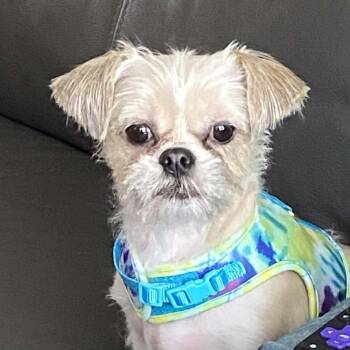 Shih Tzu Dogs Available for Adoption - Arabella | PetCurious