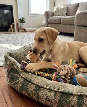 Labrador Retriever and Great Pyrenees Dogs Available for Adoption - **CLYDE** | PetCurious