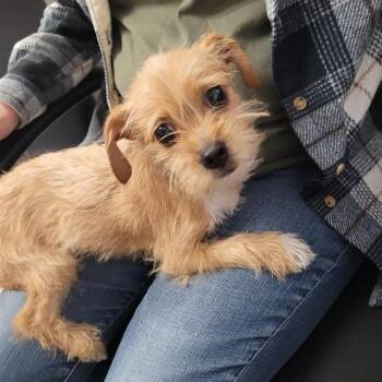 Tibetan Terrier Dogs Available for Adoption in Urbana, Illinois - Coconut | PetCurious