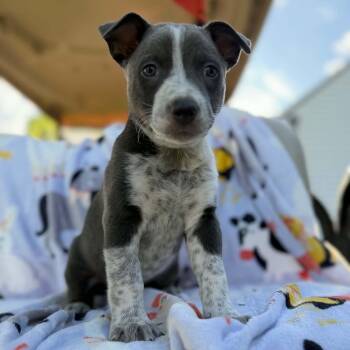 Beefy -  Australian Cattle Dog Blue Heeler and Mixed Breed Dog for Adoption in Dysart, Iowa - Beefy | PetCurious