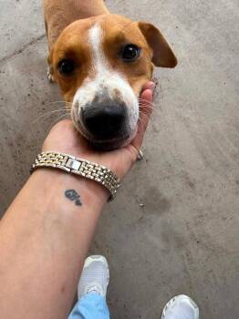 Mixed Breed Dogs Available for Adoption in Boise, Idaho - Peach | PetCurious