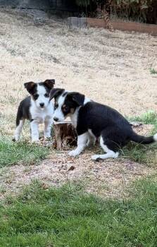 Tulip -  Terrier Dog for Adoption in Bothell, Washington - Tulip | PetCurious