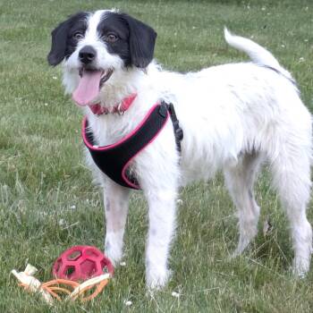 Tino -  Parson Russell Terrier and Spaniel Dog for Adoption in Morristown, New Jersey - Tino | PetCurious