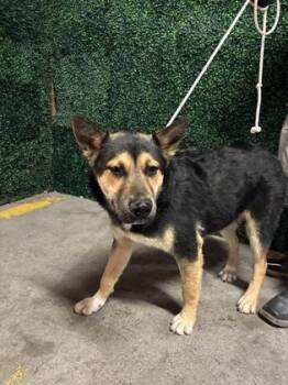German Shepherd Dog and Mixed Breed Dogs Available for Adoption in El Paso, Texas - 60897310 | PetCurious
