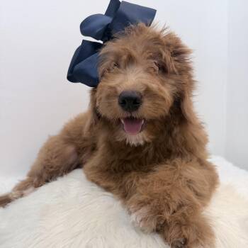 Cinnamon puff -  Goldendoodle Dog for Adoption in Wrightstown, New Jersey - Cinnamon Puff | PetCurious