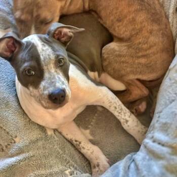 Rescue Pit Bull Terrier and Mixed Breed Dogs for Adoption in Morton Grove, Illinois - Cookie | PetCurious