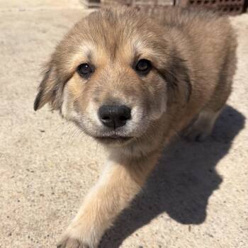 German Shepherd Dog Dogs Available for Adoption in Krum, Texas - Iris | PetCurious