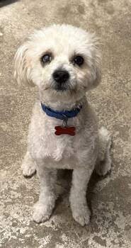 Shenanigans -  Maltese and Poodle Dog for Adoption in Palo Alto, California - Shenanigans | PetCurious