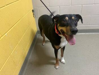 German Shepherd Dog and Mixed Breed Dogs Available for Adoption - LUKA | PetCurious