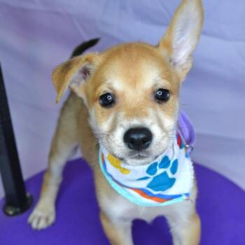 Husky Dogs Available for Adoption in Beaumont, Texas - Chili Powder | PetCurious