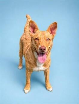 Pit Bull Terrier and Foxhound Dogs Available for Adoption in Westminster, Maryland - BETTY | PetCurious