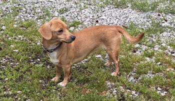 Dachshund Dogs Available for Adoption in Scottsburg, Indiana - Butterscotch | PetCurious