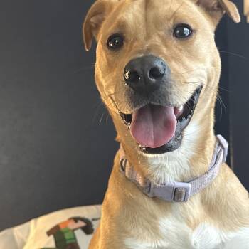 Jelly -  Shepherd Dog for Adoption in Tallahassee, Florida - Jelly | PetCurious