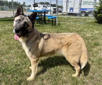 BRIENNE -  Siberian Husky Dog for Adoption in Kalamazoo, Michigan - BRIENNE | PetCurious