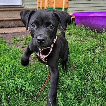 Spur -  Labrador Retriever and Mixed Breed Dog for Adoption in Dysart, Iowa - Spur | PetCurious
